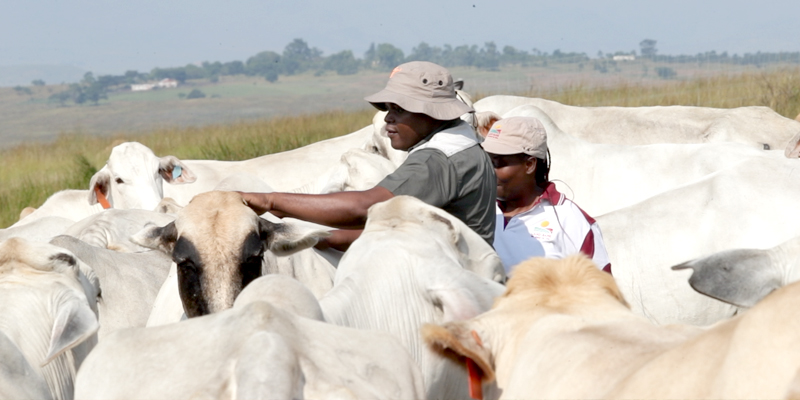 Moses Khoza Farm.jpg